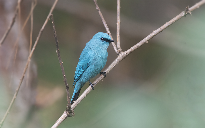 Verditer Flycatcher (Eumyias thalassinus) at Da Lat Birding Trails - Southern Vietnam. Photo by: Phuc Le - Vietnam Bird Photography Tours - Vietbirdphototours.com